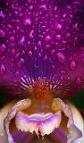 Wet Purple Iris_00716-7